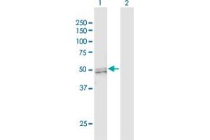 Western Blot analysis of PRMT2 expression in transfected 293T cell line by PRMT2 MaxPab polyclonal antibody.