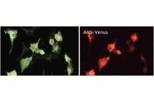 Immunofluorescence (IF) image for anti-Green Fluorescent Protein (GFP) antibody (ABIN6254149)