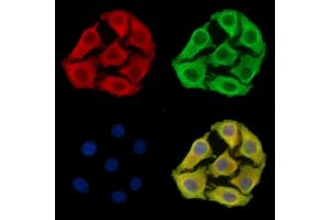 ABIN7095163 and ABIN7099219 staining Hela cells by IF/ICC.