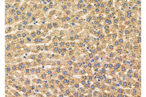 ABIN6260923 and ABIN6279329 at 1/100 staining Rat liver tissue by IHC-P. (CNTNAP4 anticorps  (C-Term))