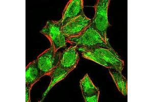Immunofluorescence analysis of Hela cells using BMP4 mouse mAb (green). (BMP4 anticorps  (AA 277-408))