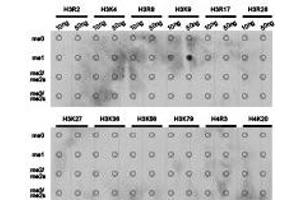 Dot-blot analysis of all sorts of methylation peptides using H3K9me1 antibody. (Histone anticorps)