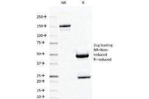 SDS-PAGE Analysis of Purified, BSA-Free Ornithine Decarboxylase Antibody (clone ODC1/487).