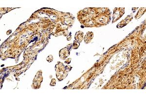 Detection of S100A6 in Porcine Placenta Tissue using Polyclonal Antibody to S100 Calcium Binding Protein A6 (S100A6)