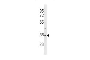 AOS1 Antibody  (ABIN389081 and ABIN2839278) western blot analysis in 293 cell line lysates (35 μg/lane).