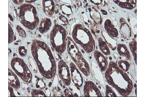 Immunohistochemical staining of paraffin-embedded Human Kidney tissue using anti-RNH1 mouse monoclonal antibody. (RNH1 anticorps)