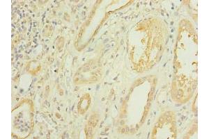Immunohistochemistry of paraffin-embedded human kidney tissue using ABIN7146755 at dilution of 1:100