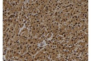 ABIN6272453 at 1/100 staining Human liver tissue by IHC-P. (UBE3B anticorps  (C-Term))