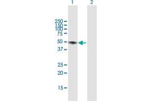 Western Blot analysis of LIPA expression in transfected 293T cell line by LIPA MaxPab polyclonal antibody.