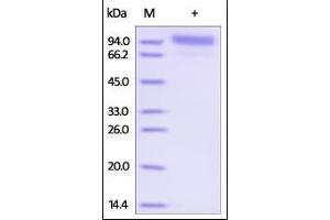 Human Her2, Strep Tag on SDS-PAGE under reducing (R) condition. (ErbB2/Her2 Protein (AA 23-652) (Strep Tag))