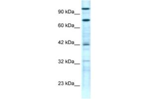 Western Blotting (WB) image for anti-Zinc Finger Protein 23 (ZNF23) antibody (ABIN2460739) (ZNF23 anticorps)