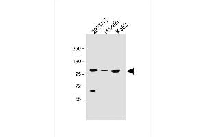 All lanes : Anti-SLC14A2 Antibody (N-Term) at 1:500 dilution Lane 1: 293T/17 whole cell lysate Lane 2: Human brain lysate Lane 3: K562 whole cell lysate 293T/17 whole cell lysate at 30 μg per lane. (Solute Carrier Family 14 (Urea Transporter, Kidney) Member 2 (SLC14A2) (AA 42-76) anticorps)