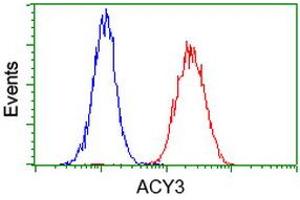 Image no. 3 for anti-Aminoacylase 3 (ACY3) antibody (ABIN1496467) (Aminoacylase 3 anticorps)