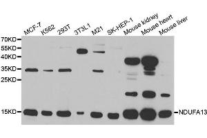 Western Blotting (WB) image for anti-NADH Dehydrogenase (Ubiquinone) 1 alpha Subcomplex, 13 (NDUFA13) antibody (ABIN1876600) (NDUFA13 anticorps)