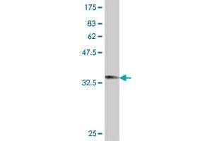 Western Blot detection against Immunogen (33.