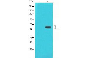 Western blot analysis on COLO205 cell lysate using ERK1/2 Antibody,The lane on the left is treated with the antigen-specific peptide. (ERK1/2 anticorps)
