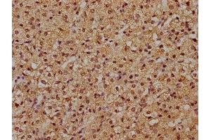 IHC image of ABIN7145380 diluted at 1:500 and staining in paraffin-embedded human adrenal gland tissue performed on a Leica BondTM system. (RFNG anticorps  (AA 71-331))