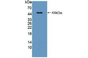 Figure. (C8G anticorps  (AA 39-202))