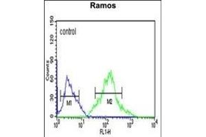 FOXP1 Antibody (C-term) (ABIN653806 and ABIN2843082) flow cytometric analysis of Ramos cells (right histogram) compared to a negative control cell (left histogram).