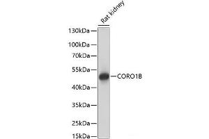 Western blot analysis of extracts of Rat kidney using CORO1B Polyclonal Antibody at dilution of 1:1000. (CORO1B anticorps)