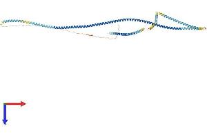 AlphaFold protein structure predicition of Mouse Recombinant Ckap4 Protein, UniprotID Q8BMK4