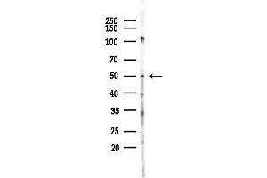 anti-REST Corepressor 2 (Rcor2) antibody