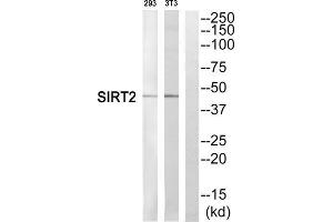 Western blot analysis of extracts from 293 cells and NIH/3T3 cells, using SIRT2 antibody. (SIRT2 anticorps  (C-Term))