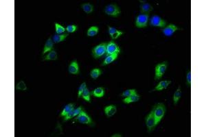 Immunofluorescence staining of HepG2 cells with ABIN7160181 at 1:200, counter-stained with DAPI. (CD14 anticorps  (AA 20-345))