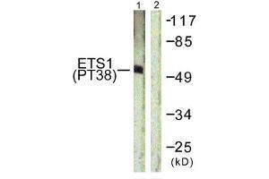 Western blot analysis of extracts from HepG2 cells using ETS1 (Phospho-Thr38) Antibody.