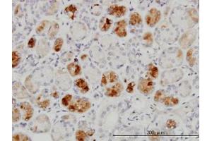 Image no. 1 for anti-RAB43, Member RAS Oncogene Family (RAB43) (AA 113-211) antibody (ABIN599343) (RAB43 anticorps  (AA 113-211))
