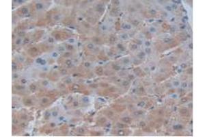 IHC-P analysis of Human Liver Tissue, with DAB staining. (FASL anticorps  (AA 103-281))