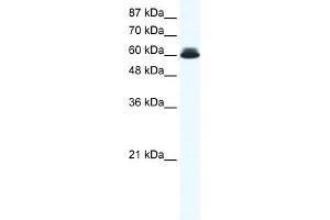 WB Suggested Anti-DDX27 Antibody Titration:  0.