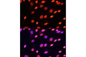 Immunofluorescence analysis of NIH/3T3 cells using Pan DiMethyl-lysine antibody (ABIN7266777) at dilution of 1:100. (Dimethyl-Lysine anticorps)