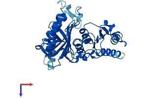 AlphaFold protein structure predicition of Human Recombinant FBP2 Protein, UniprotID O00757