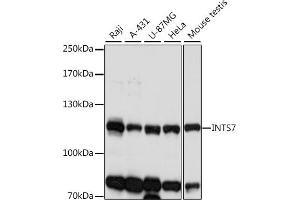 Western blot analysis of extracts of various cell lines, using INTS7 antibody (ABIN7267914) at 1:1000 dilution. (INTS7 anticorps  (AA 702-948))