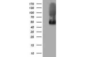 Western Blotting (WB) image for anti-Butyrophilin, Subfamily 1, Member A1 (BTN1A1) antibody (ABIN1496987) (BTN1A1 anticorps)