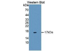 Detection of Recombinant MUC5B, Human using Polyclonal Antibody to Mucin 5 Subtype B (MUC5B) (MUC5B anticorps  (AA 5366-5444))