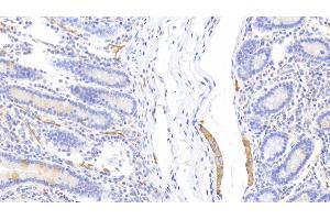 Detection of CLCA1 in Human Small intestine Tissue using Polyclonal Antibody to Chloride Channel Accessory 1 (CLCA1) (CLCA1 anticorps  (AA 416-670))