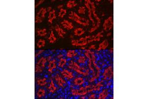 Immunofluorescence analysis of rat kidney using Aquaporin-1  Rabbit pAb (ABIN7265651) at dilution of 1:100 (40x lens).