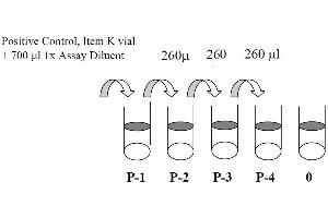 This picture shows the preparation of the positive control.