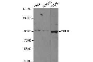 Western blot analysis of extracts of various cell lines, using CHUK antibody.