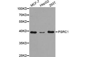 Western blot analysis of extracts of various cell lines, using PSRC1 antibody (ABIN5973194) at 1/1000 dilution. (PSRC1 anticorps)