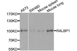 Western blot analysis of extracts of various cell lines, using RALBP1 antibody. (RALBP1 anticorps  (AA 396-655))