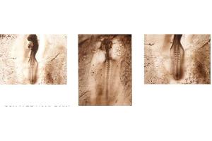 Chicken embryos  Primary antibody: 1:1000 (ARP44235_p050) anti -shh Secondary Antibody: 1:500 (ASP00001) goat anti-rabbit HRP conjugated