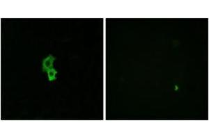 Immunofluorescence analysis of HepG2 cells, using EDG6 Antibody. (S1PR4 anticorps  (AA 326-375))