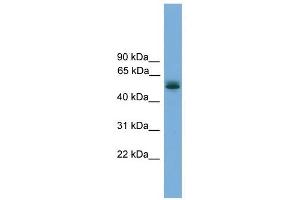 CCDC76 antibody used at 1 ug/ml to detect target protein. (CCDC76 anticorps  (N-Term))