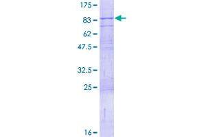 Image no. 1 for Immunoglobulin Superfamily, Member 8 (IGSF8) (AA 1-613) protein (GST tag) (ABIN1307630)