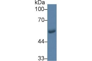 Detection of GLUT1 in Human Saliva using Monoclonal Antibody to Glucose Transporter 1 (GLUT1) (GLUT1 anticorps  (AA 251-329))
