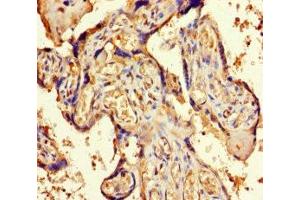 Immunohistochemistry of paraffin-embedded human placenta tissue using ABIN7162269 at dilution of 1:100 (ORC4 anticorps  (AA 1-436))