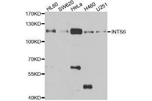 Western blot analysis of extracts of various cell lines, using INTS6 antibody. (INTS6 anticorps  (AA 1-280))